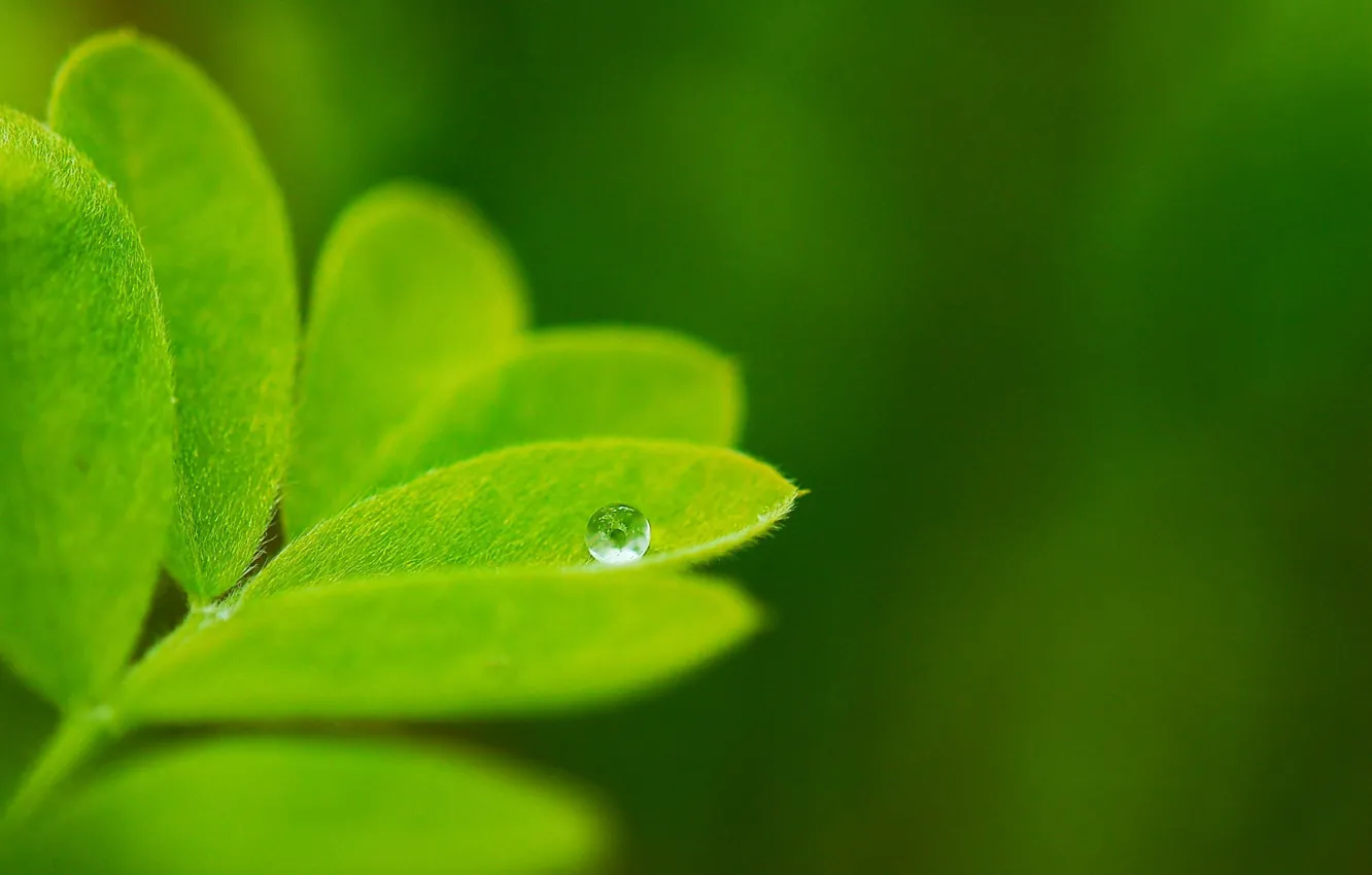Photo wallpaper greens, drops, macro, nature, background, Wallpaper, plant, leaf