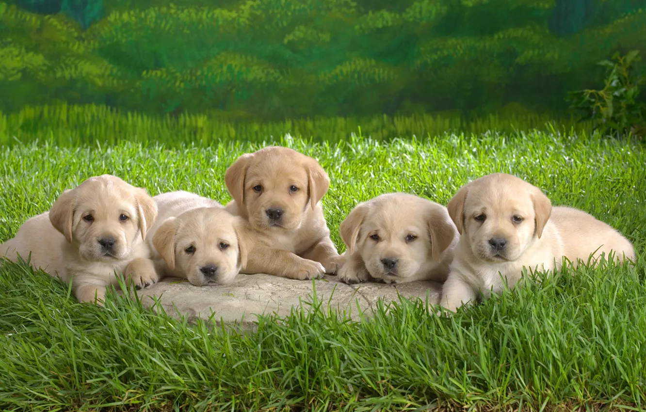 Photo wallpaper grass, puppy