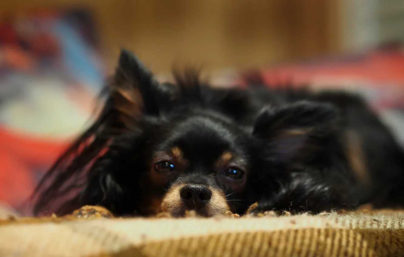 Photo wallpaper comfort, home, dog