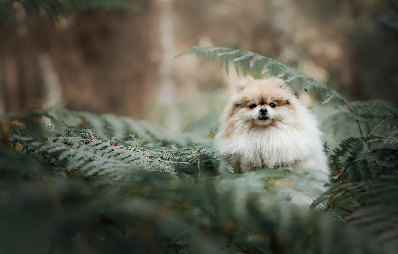 Photo wallpaper look, pose, dog, face, Spitz