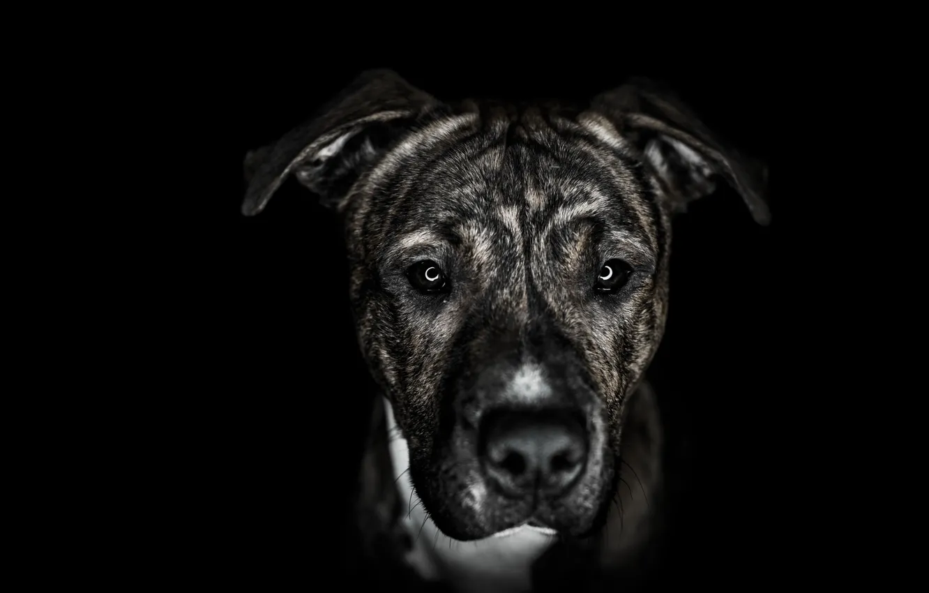 Photo wallpaper look, background, dog