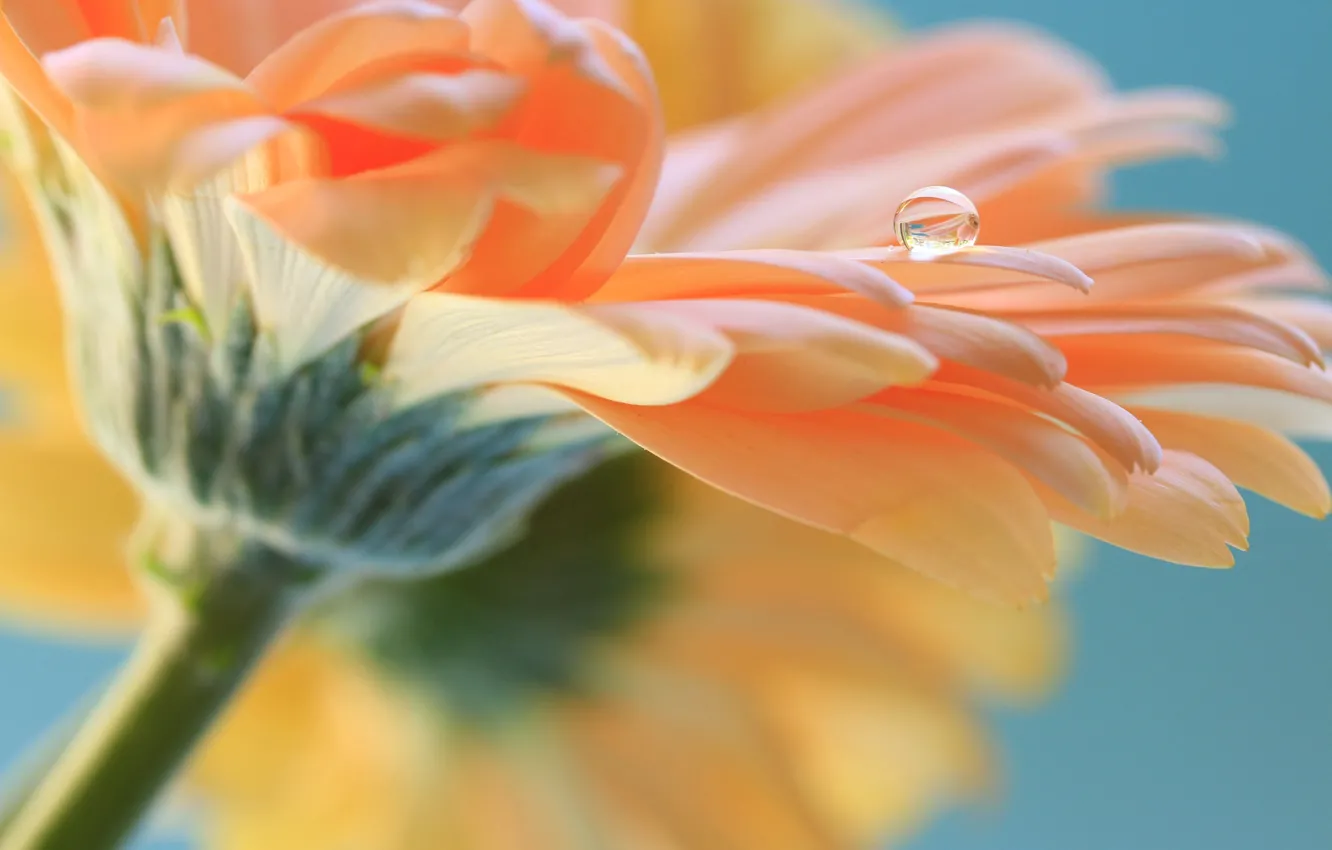 Photo wallpaper drops, flowers, Rosa, petals, gerbera