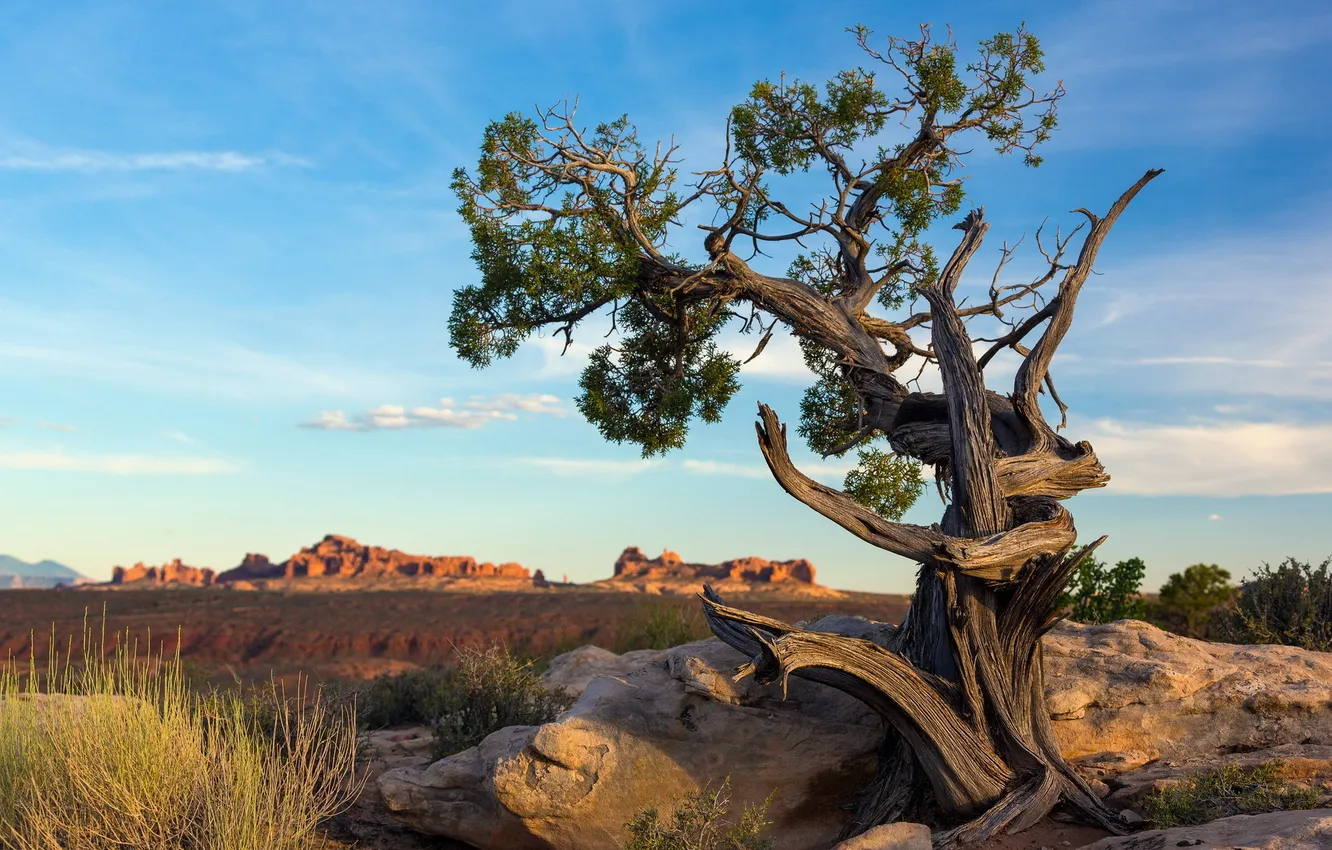 Photo wallpaper Utah, Arches National Park, Ancient pine tree