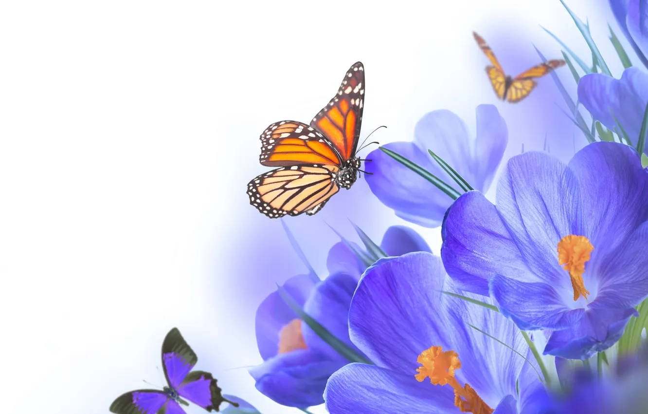 Photo wallpaper flowers, butterfly, crocuses, flowers, spring, purple, butterflies, Crocus