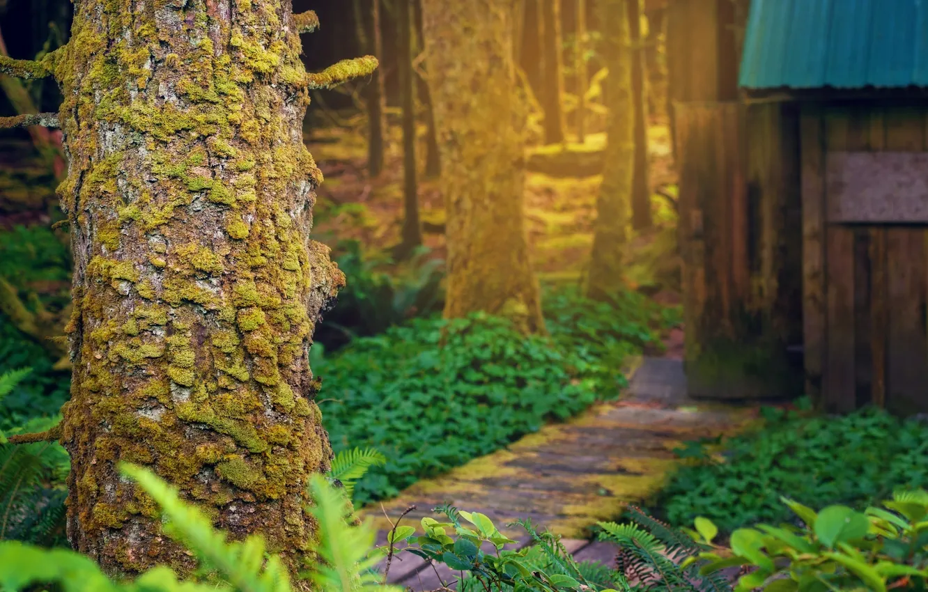 Photo wallpaper forest, rays, light, nature, hut