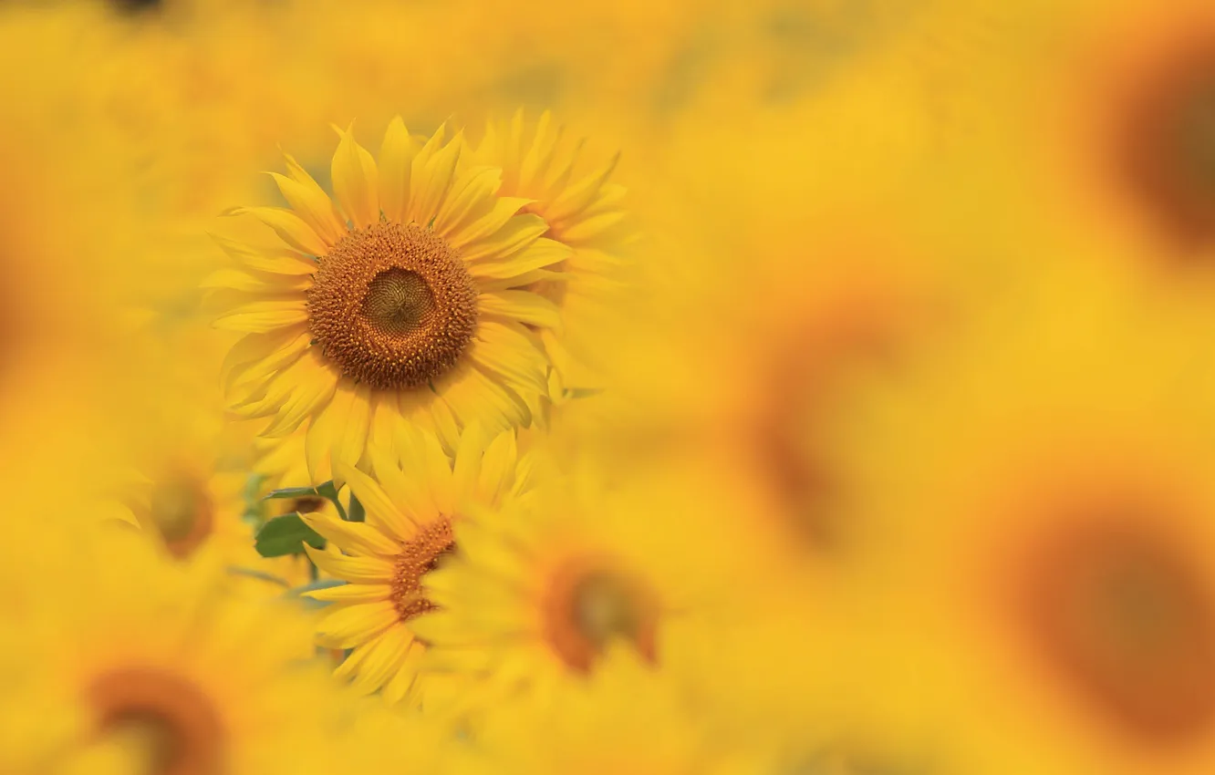 Photo wallpaper field, sunflower, Lepestki