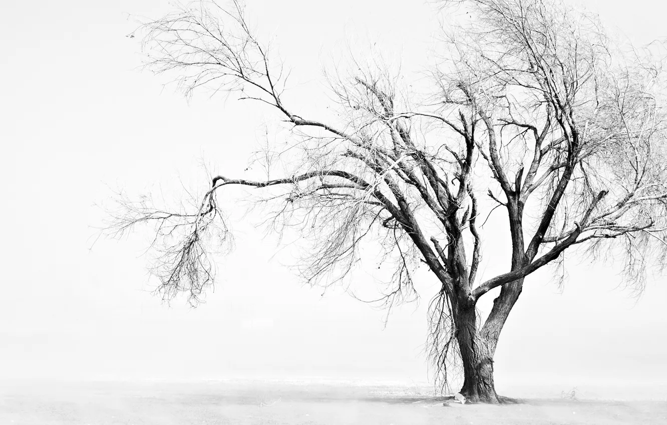 Photo wallpaper trees, lonely, Withered