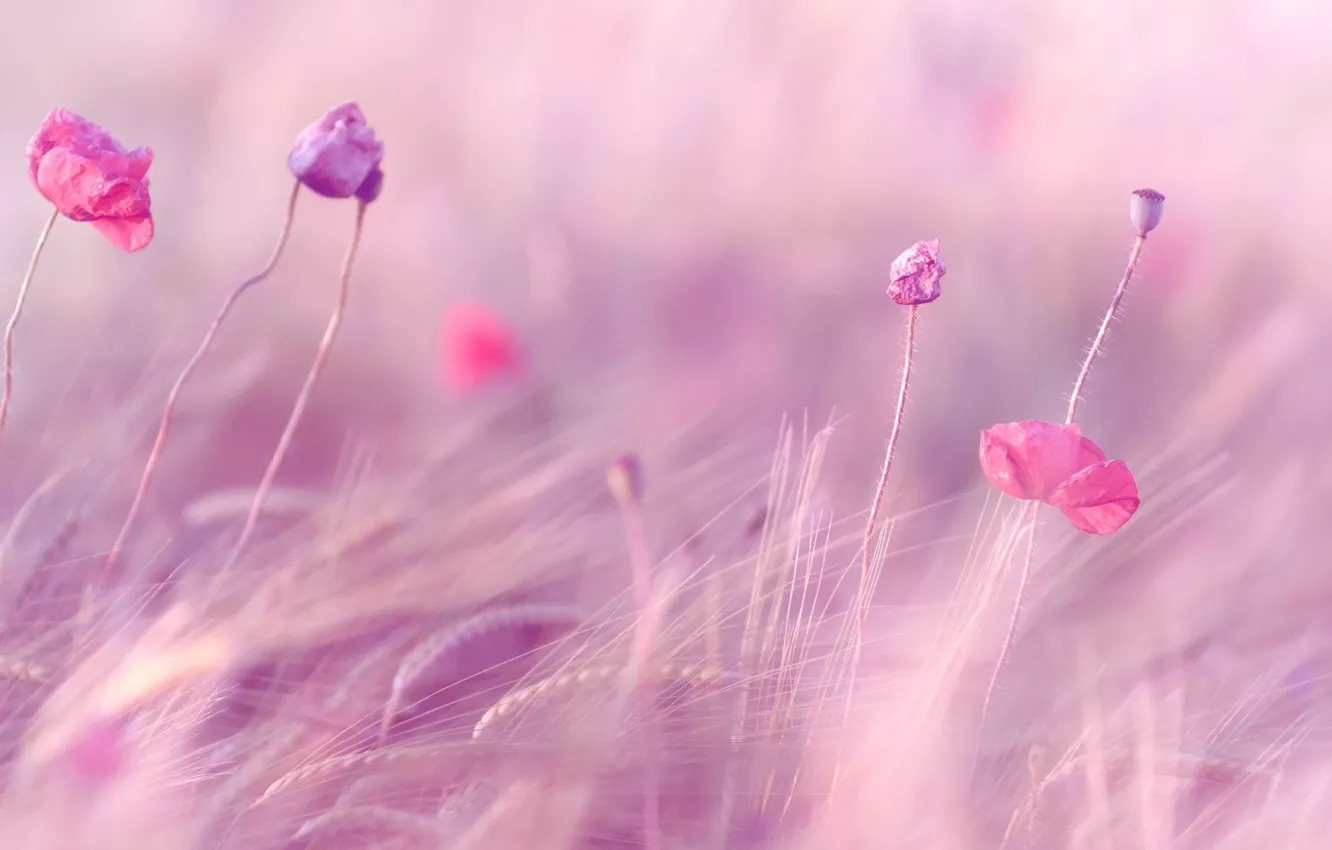 Photo wallpaper wheat, field, purple, flowers, background, widescreen, Wallpaper, rye
