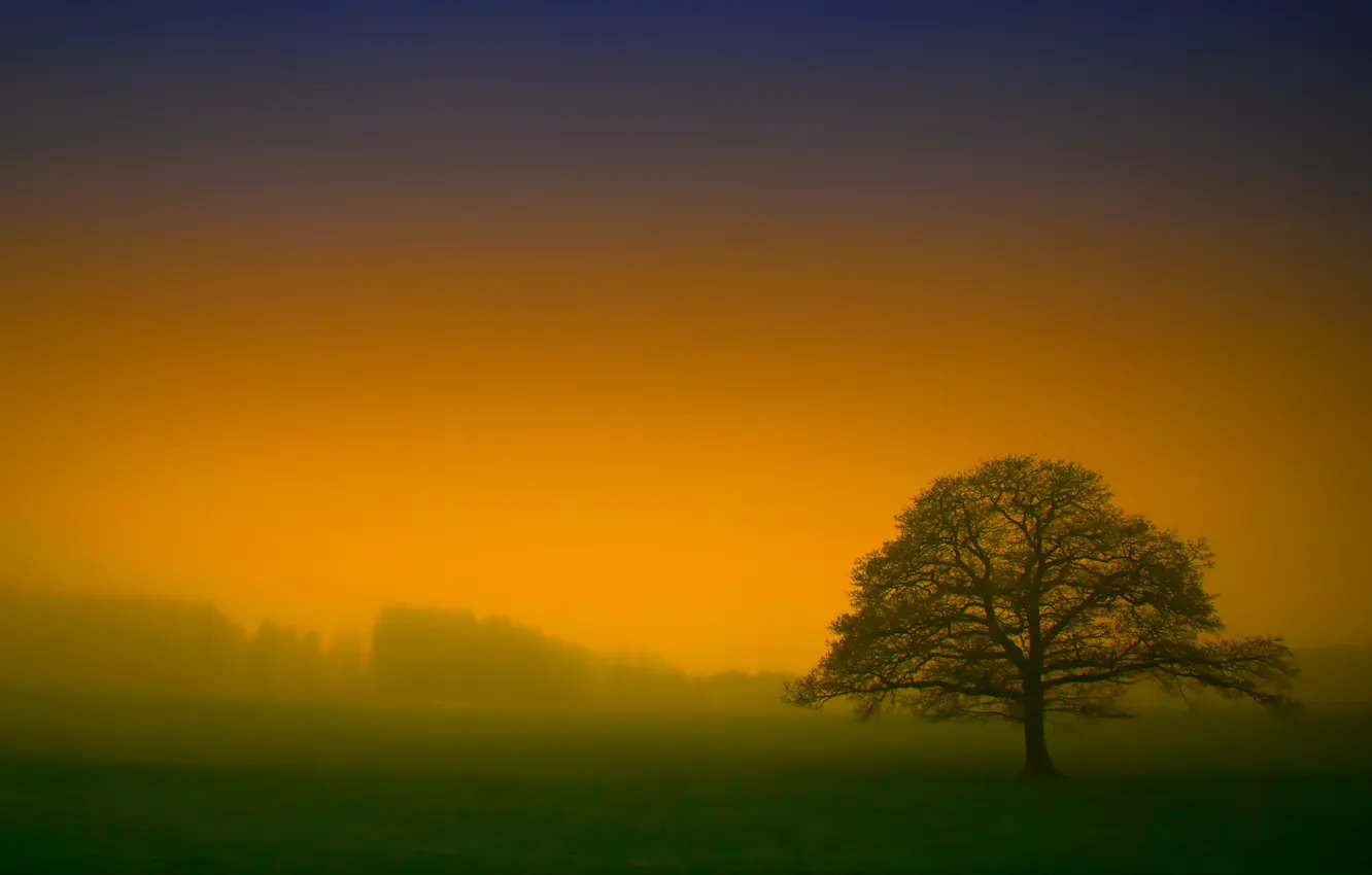 Photo wallpaper field, trees, fog