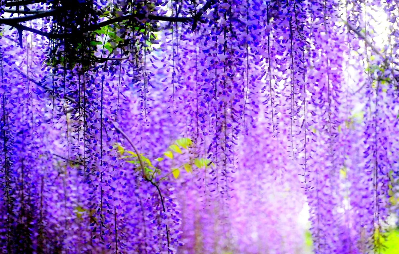 Photo wallpaper trees, flowers, blur, flowering, bunches, Wisteria