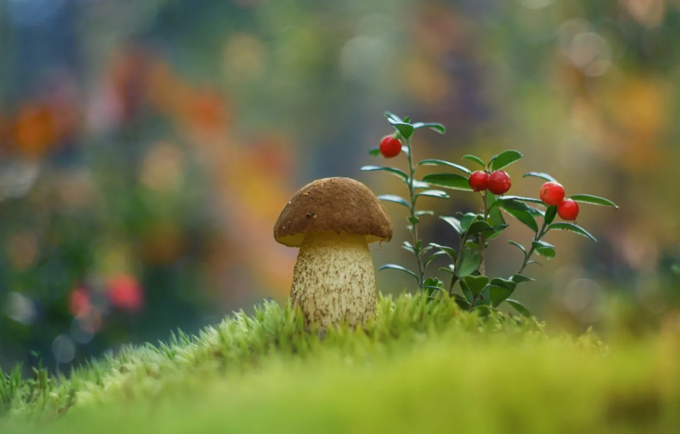 Photo wallpaper mushroom, moss, cranberries, Borovik