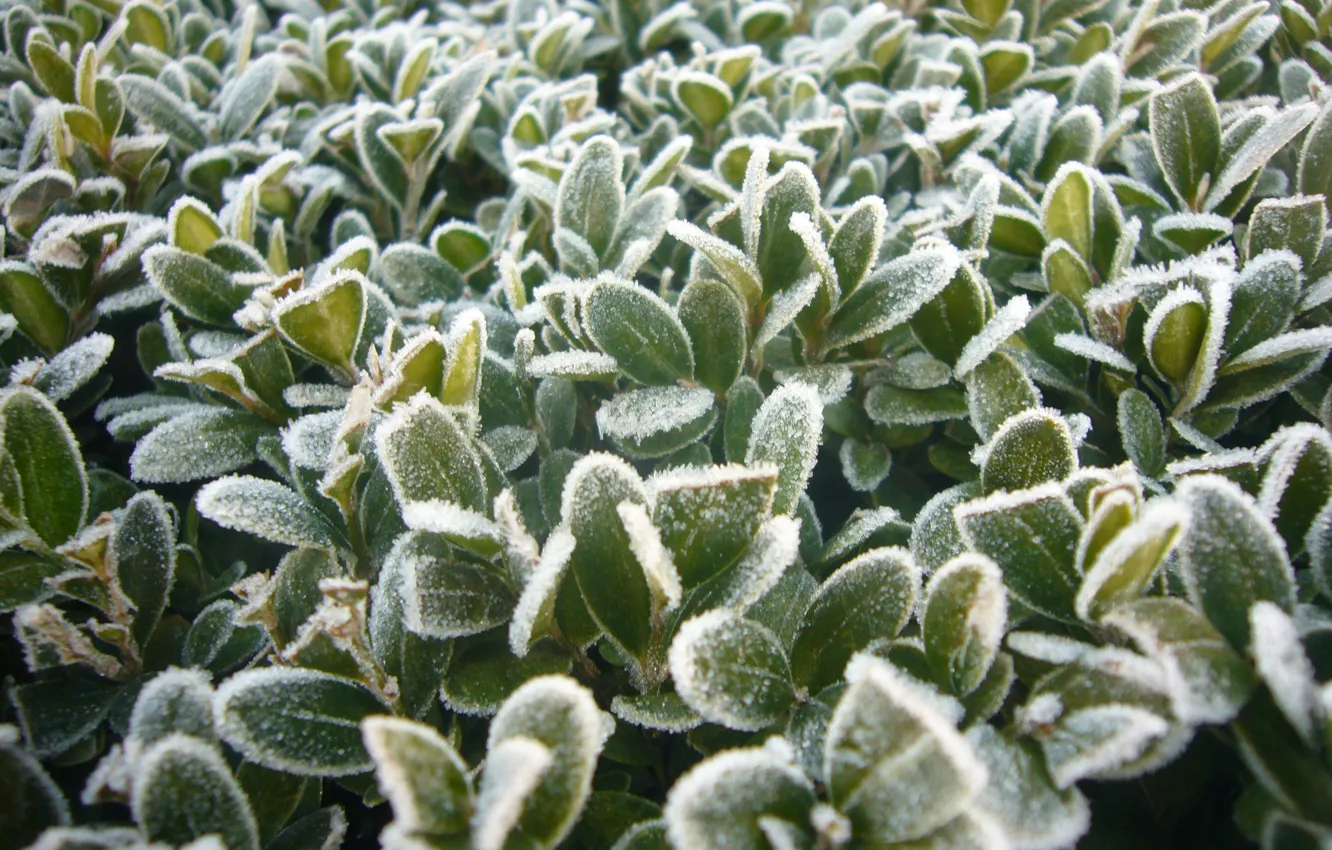 Photo wallpaper frost, January, European winter