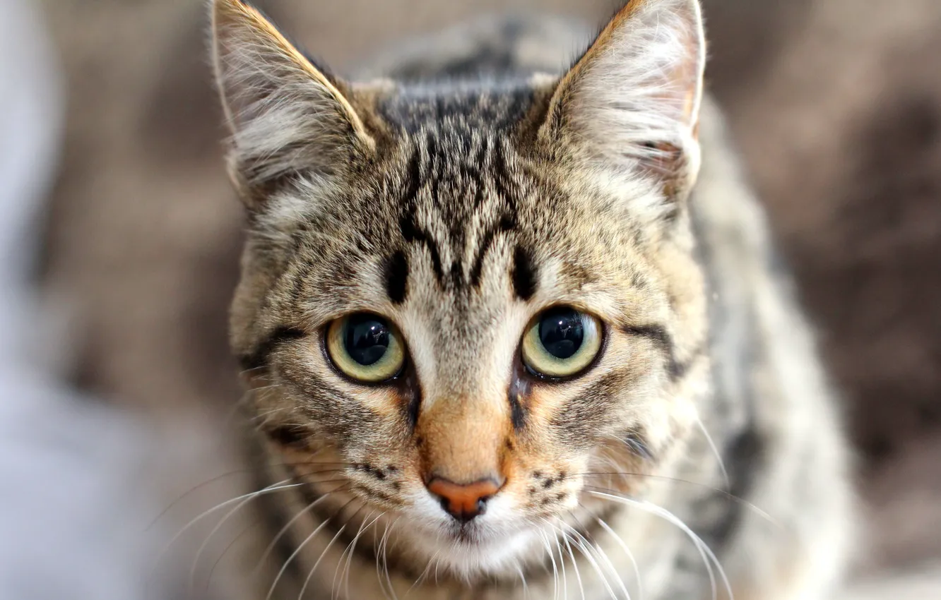 Photo wallpaper cat, eyes, look, nose, ears