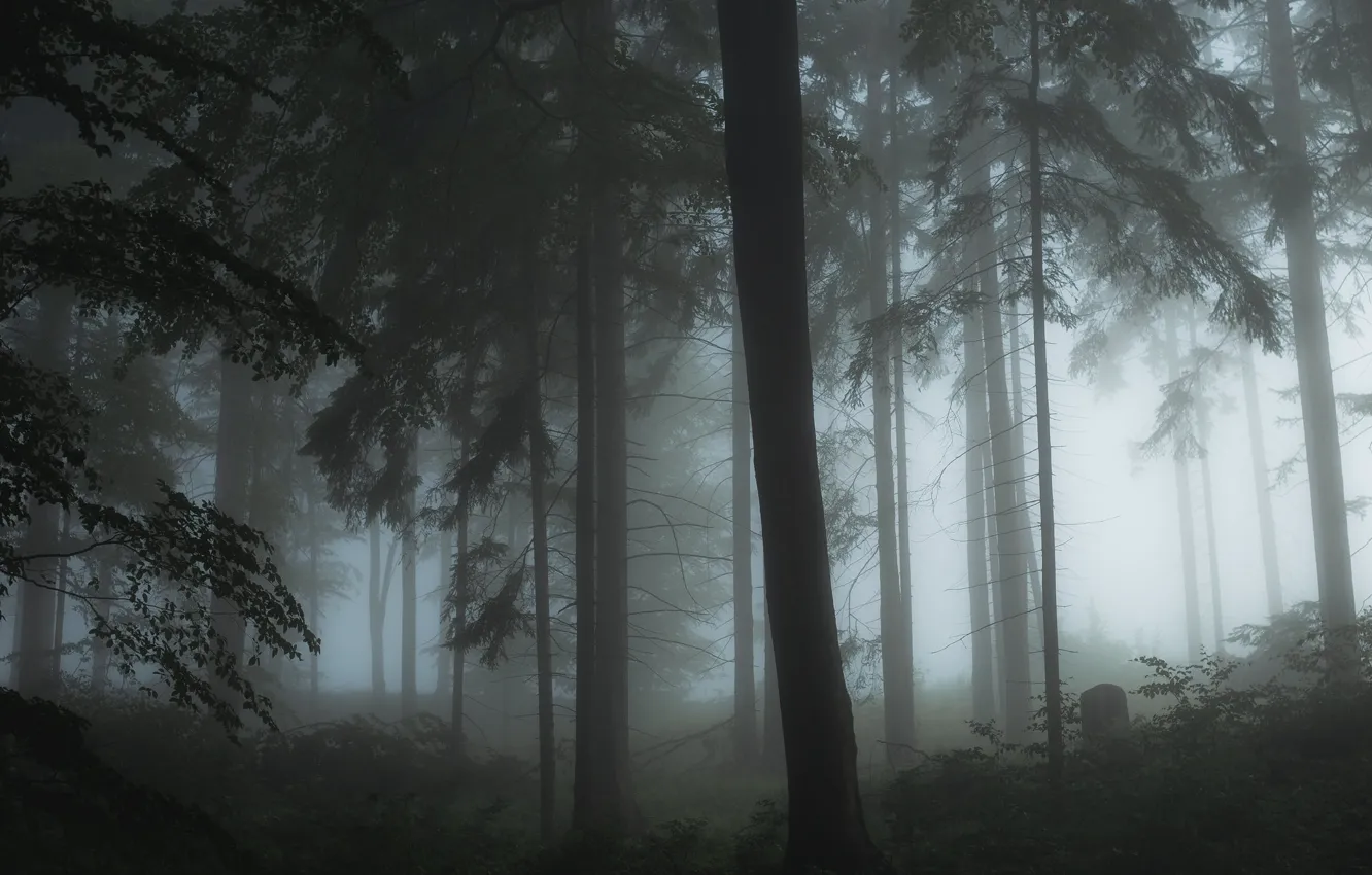 Photo wallpaper forest, trees, nature, fog, Filip Čaník