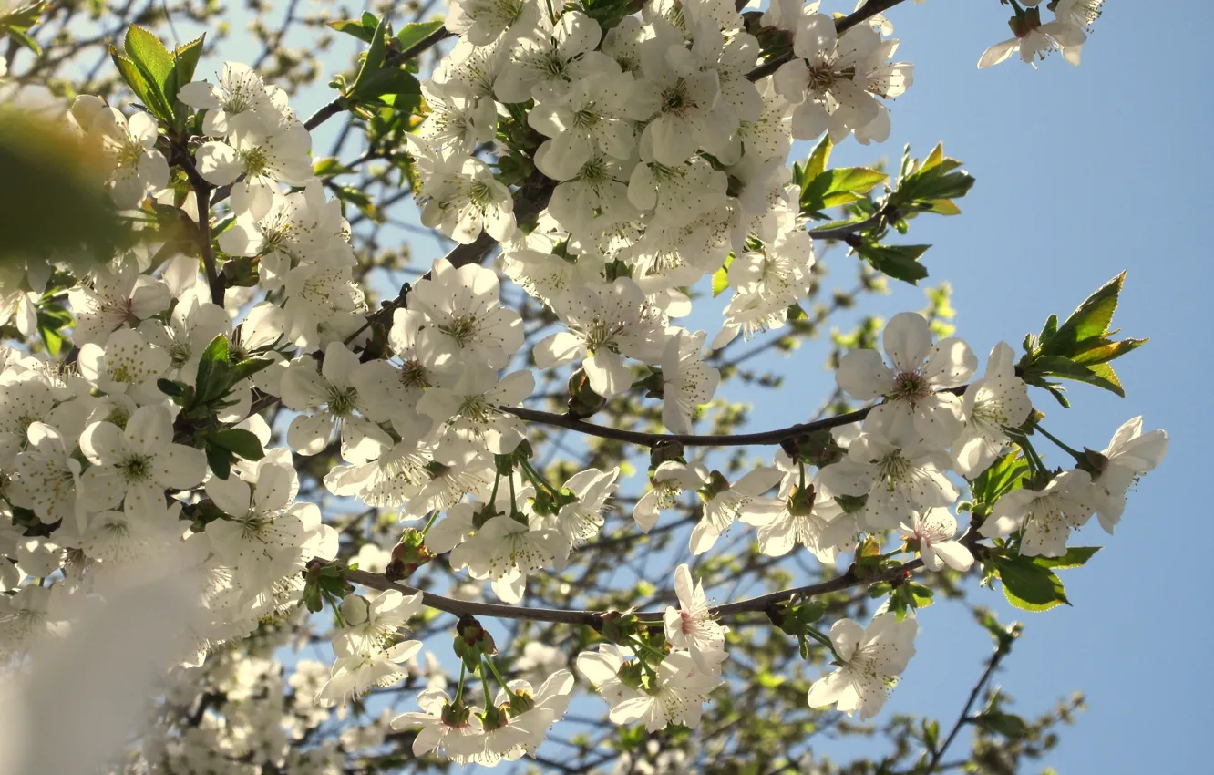 Photo wallpaper flowering, drain, spring 2018, Meduzanol ©