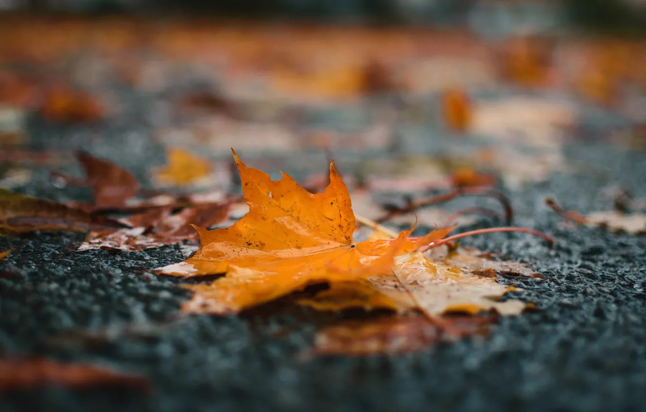 Photo wallpaper road, autumn, asphalt, leaves, orange, nature, background, foliage