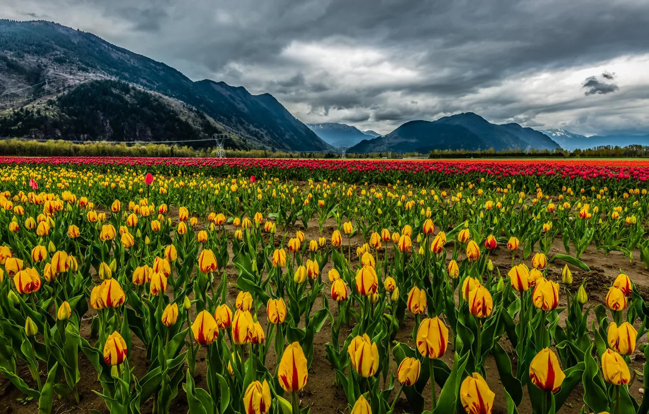 Photo wallpaper field, clouds, snow, landscape, flowers, mountains, nature, tulips