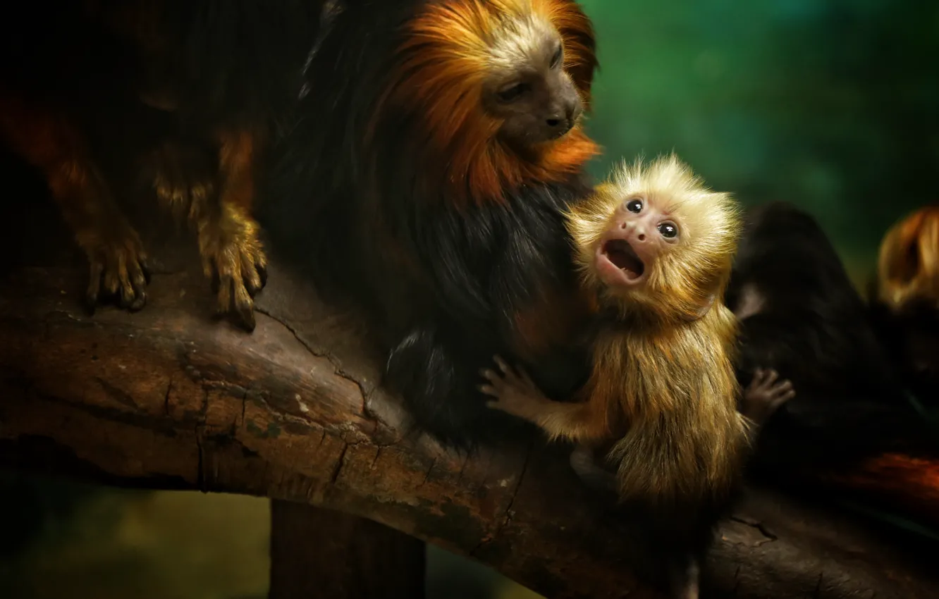 Photo wallpaper animals, nature, tree, monkey, cub, golden tamarin