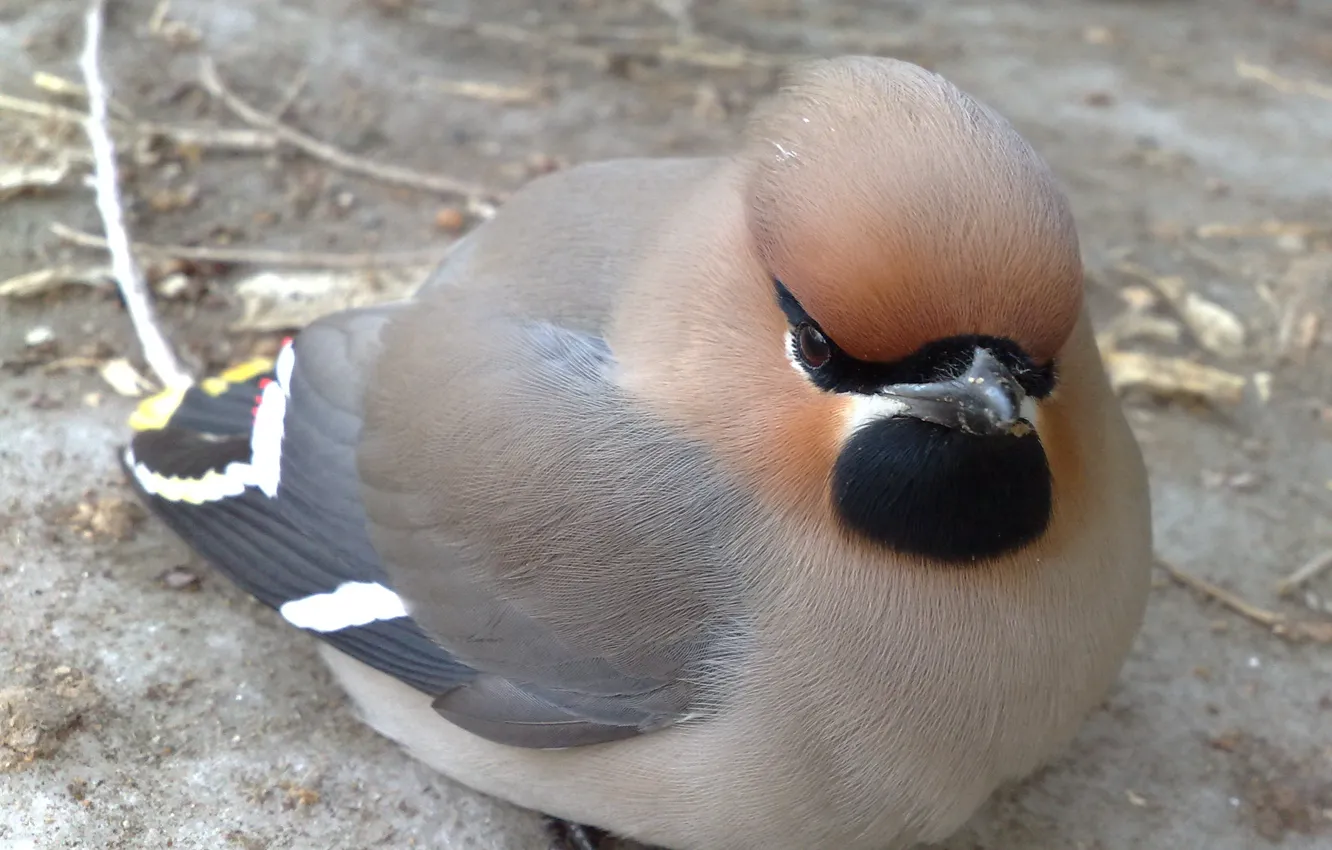 Photo wallpaper bird, Nokia, the Waxwing, Russia., N-82