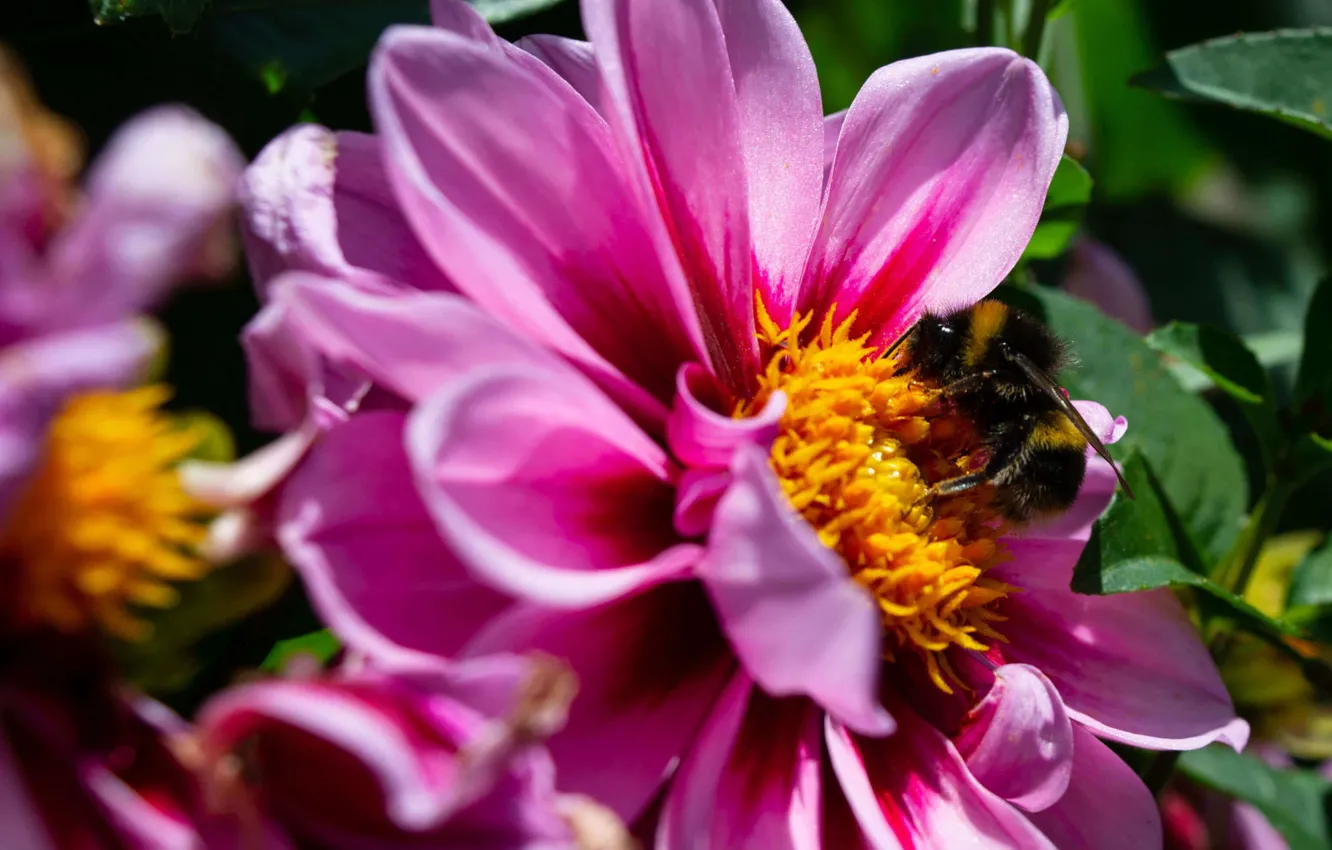 Photo wallpaper flower, summer, petals, bumblebee