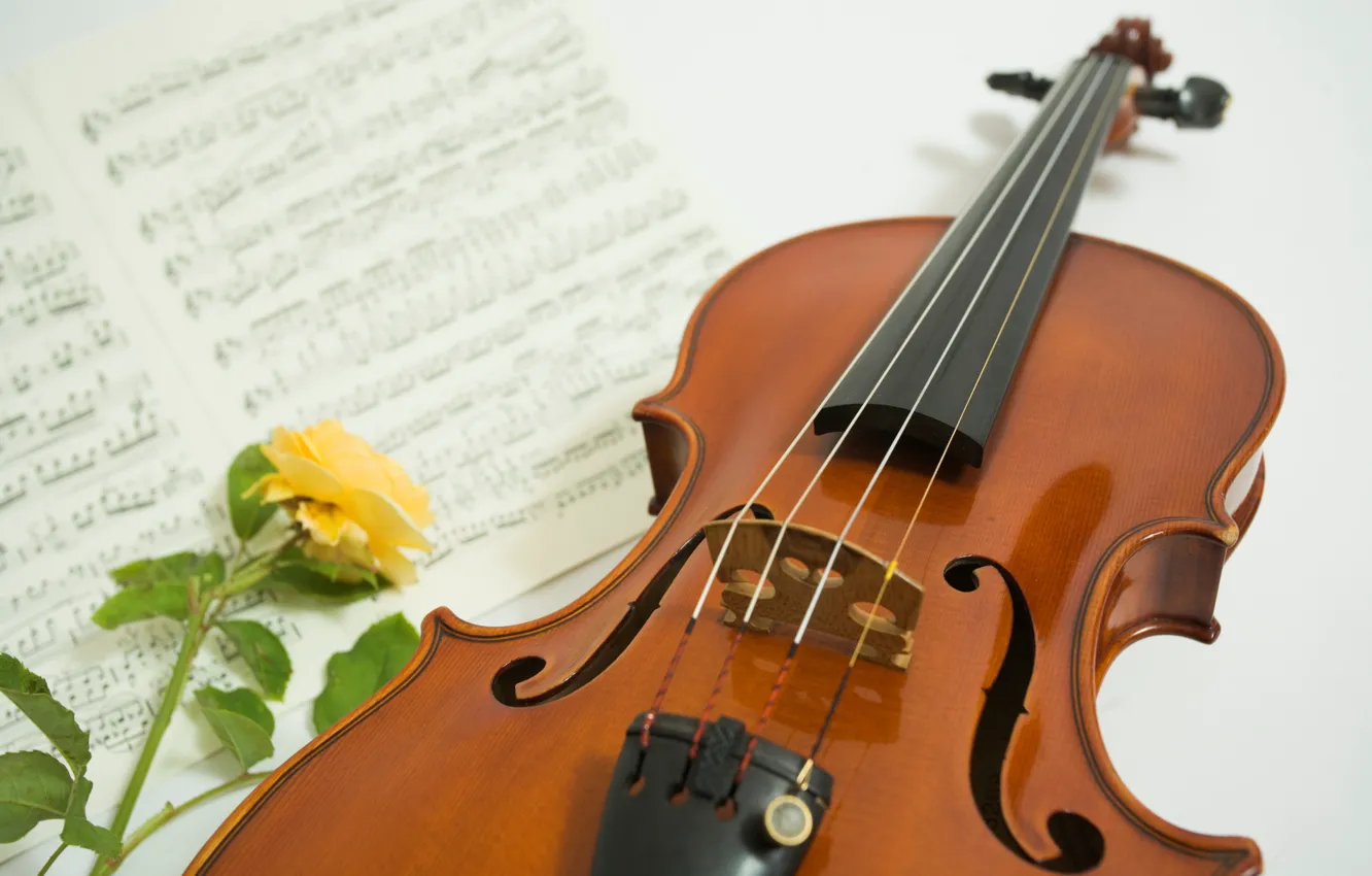 Photo wallpaper flower, notes, rose, Violin