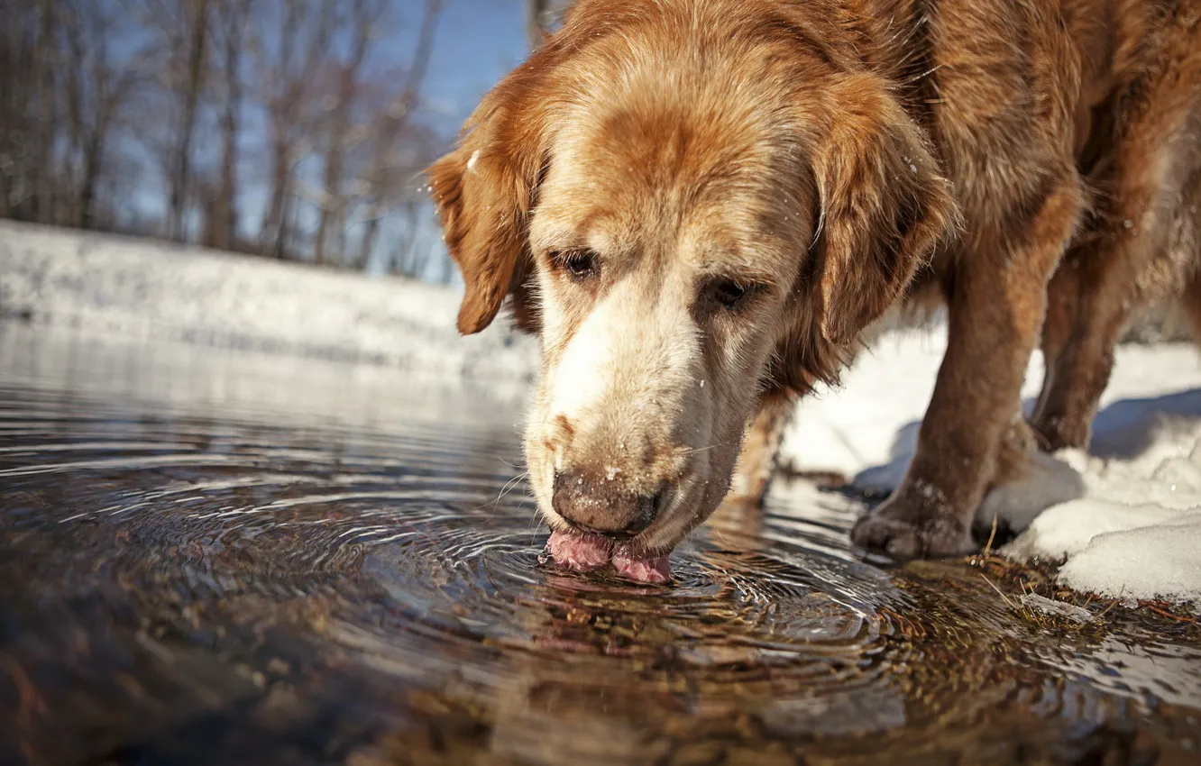 Photo wallpaper water, each, dog