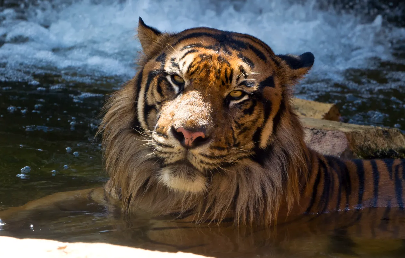 Photo wallpaper cat, face, tiger, bathing, pond, Sumatran