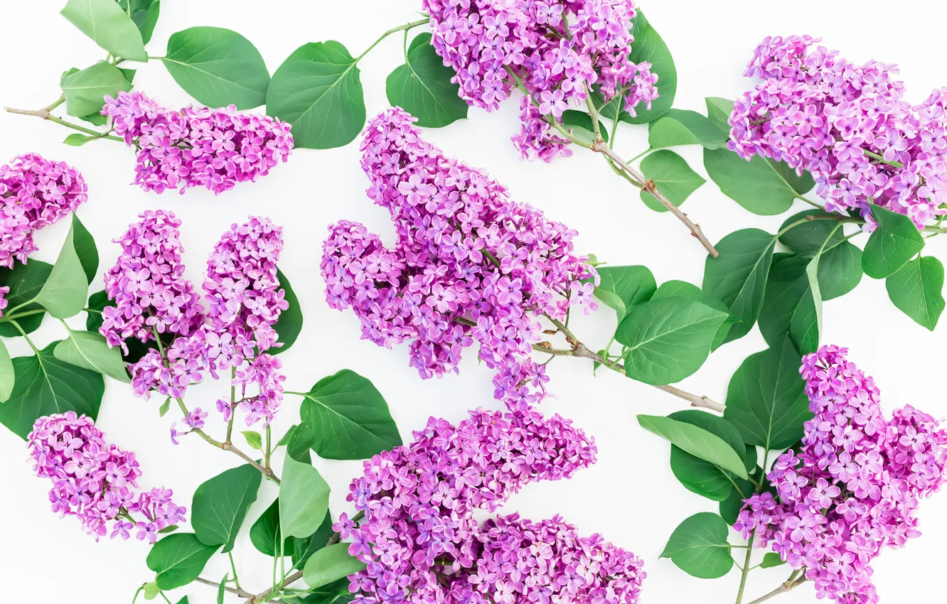 Photo wallpaper flowers, background, spring, flowers, lilac, lilac
