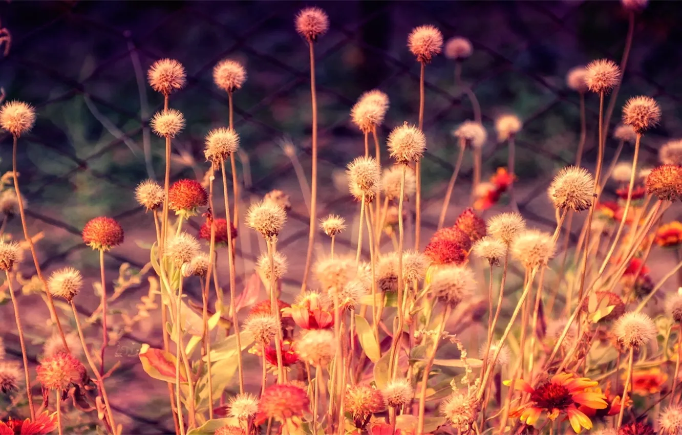 Photo wallpaper rock, trees, waterfalls