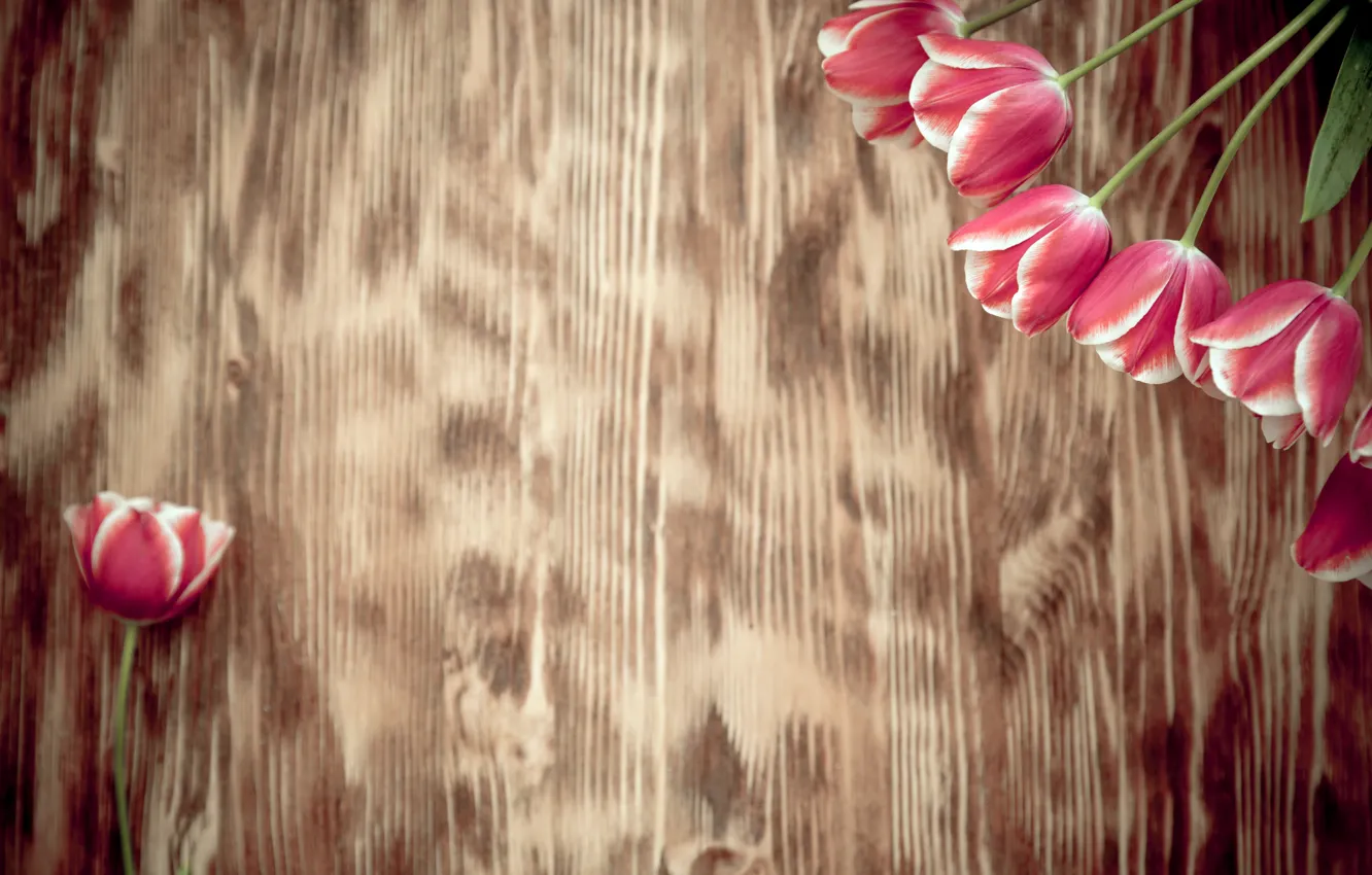Photo wallpaper flowers, bouquet, tulips, wood, pink, romantic, tulips, spring