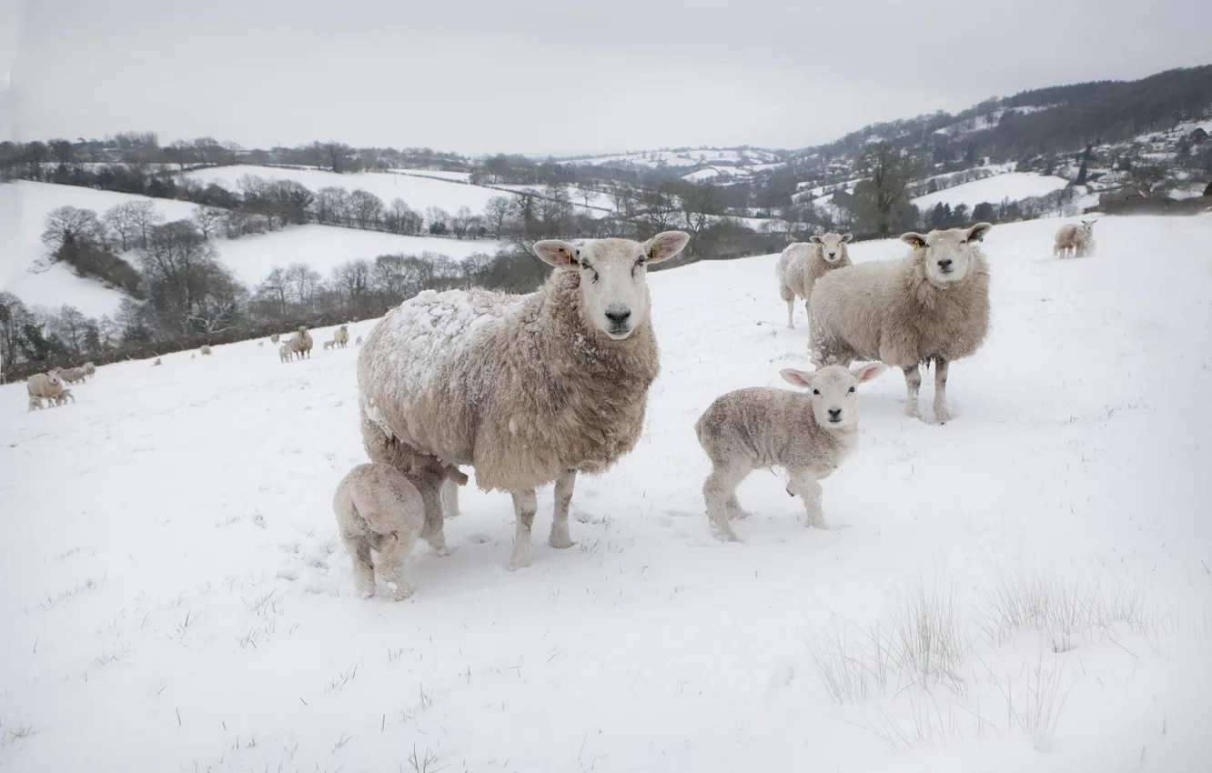 Photo wallpaper winter, field, look, snow, nature, sheep, face, sheep