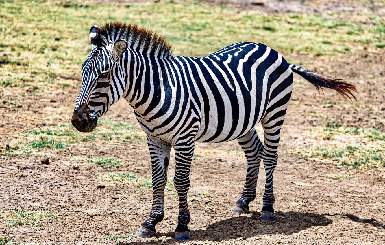 Photo wallpaper animals, Africa, zebra