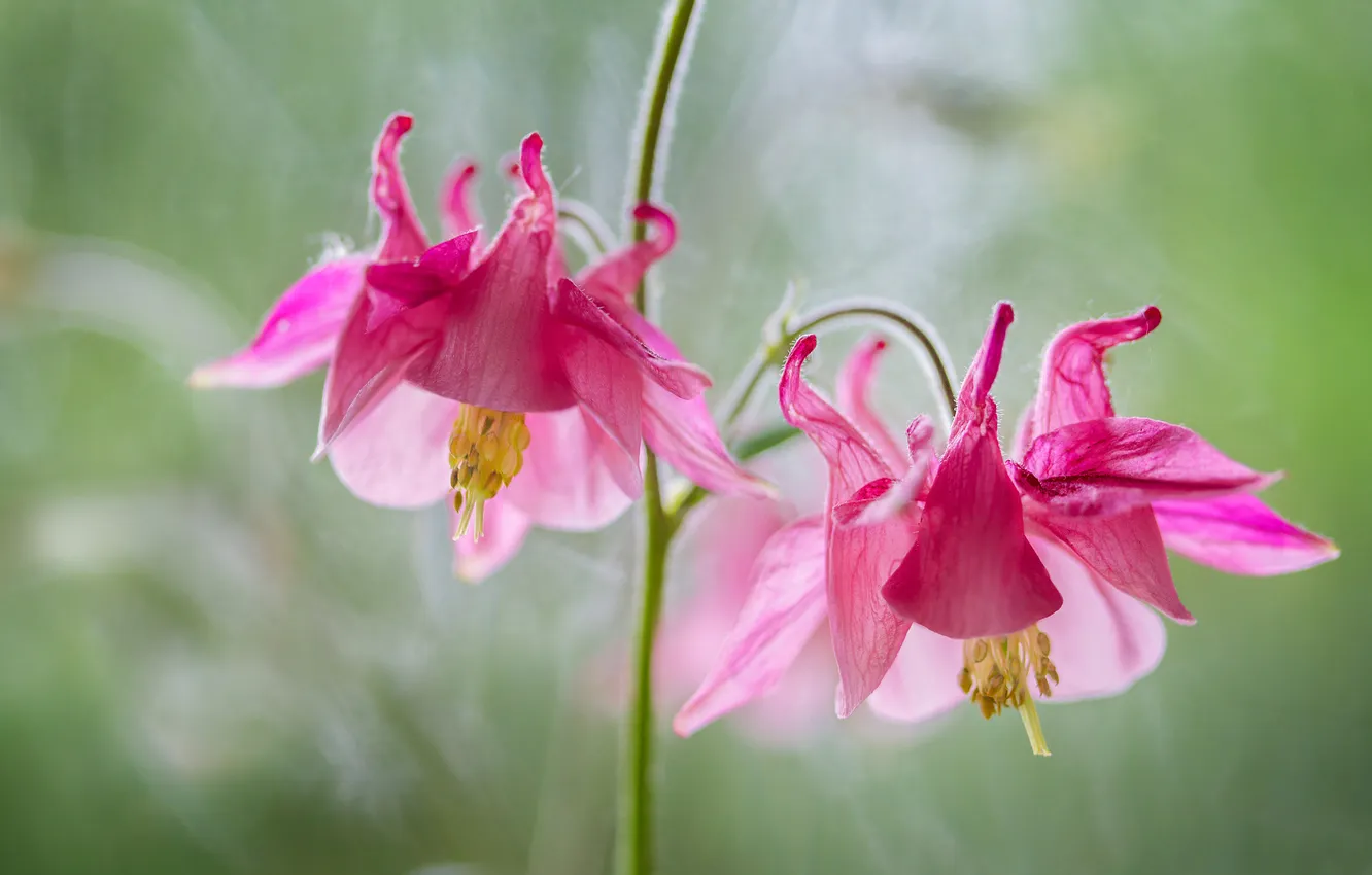 Photo wallpaper plant, petals, exotic, Columbine