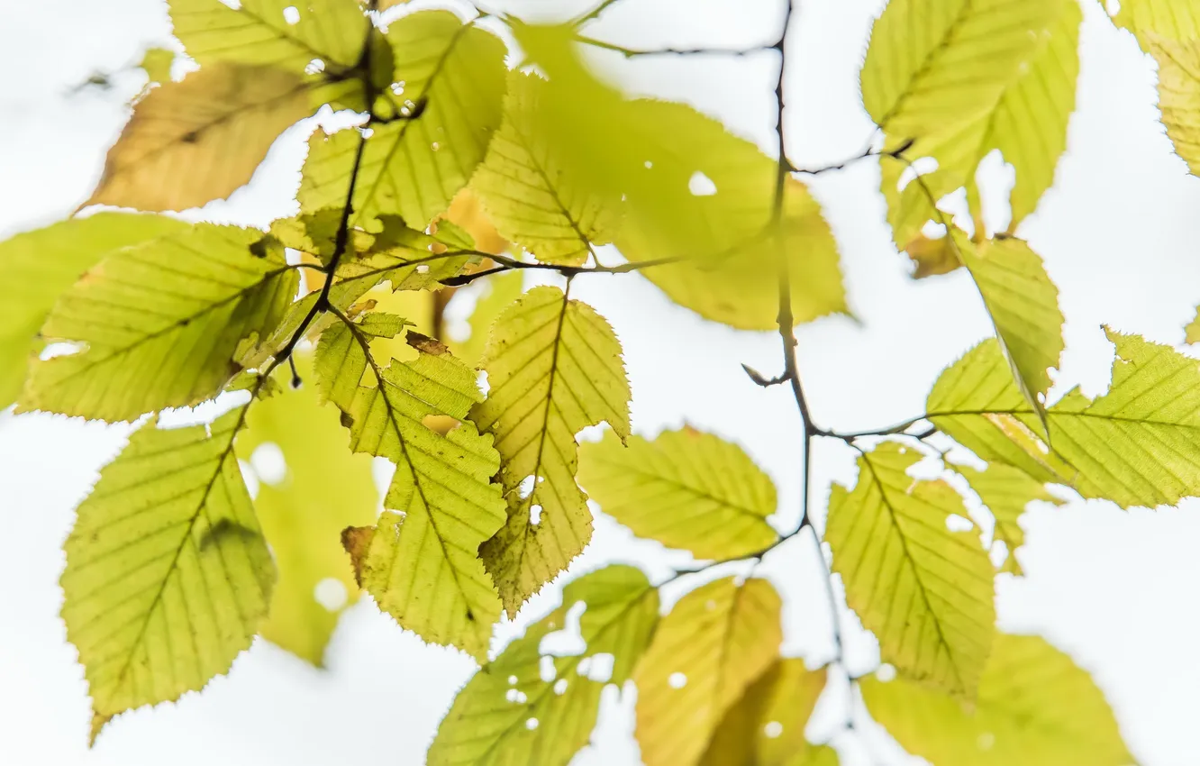 Photo wallpaper autumn, leaves, nature