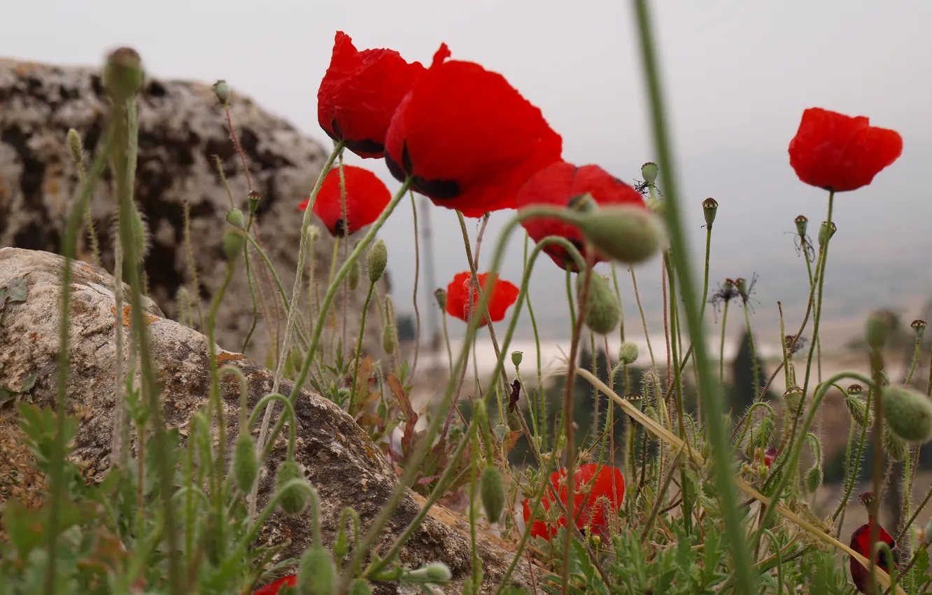 Photo wallpaper flowers, red, Maki