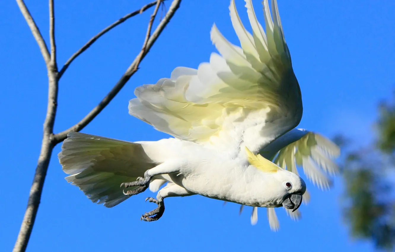 Photo wallpaper flight, bird, wings, beak, parrot