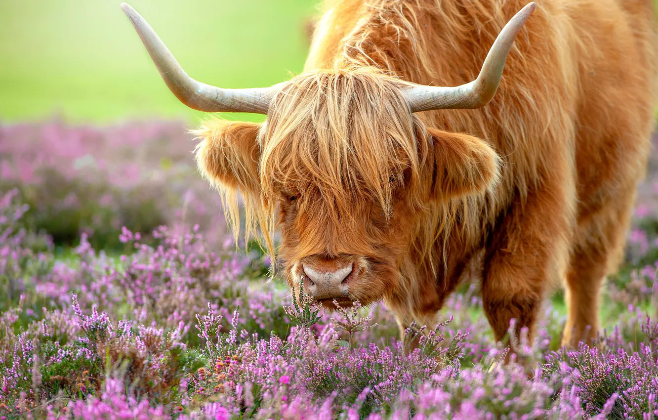 Photo wallpaper face, flowers, cows, bull, Scottish, Heather