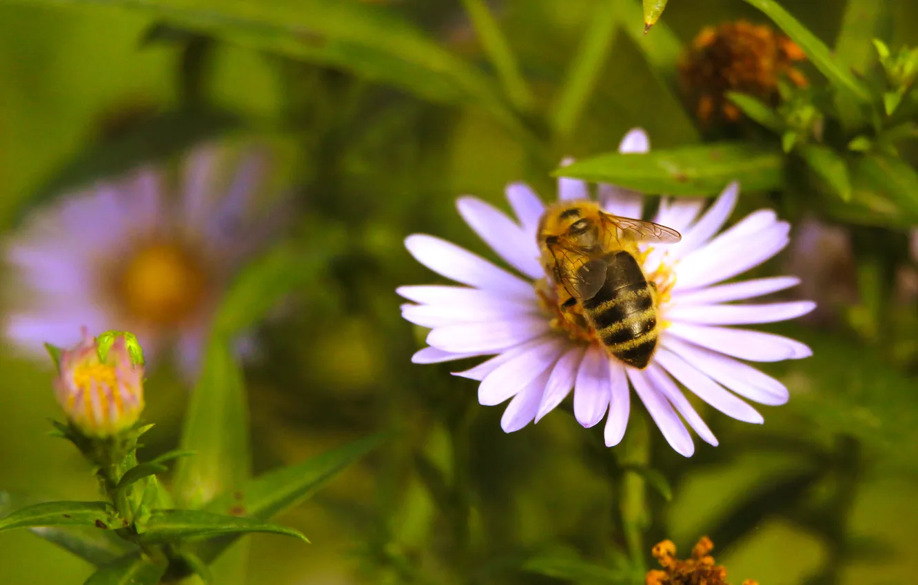 Photo wallpaper flower, insect, bee