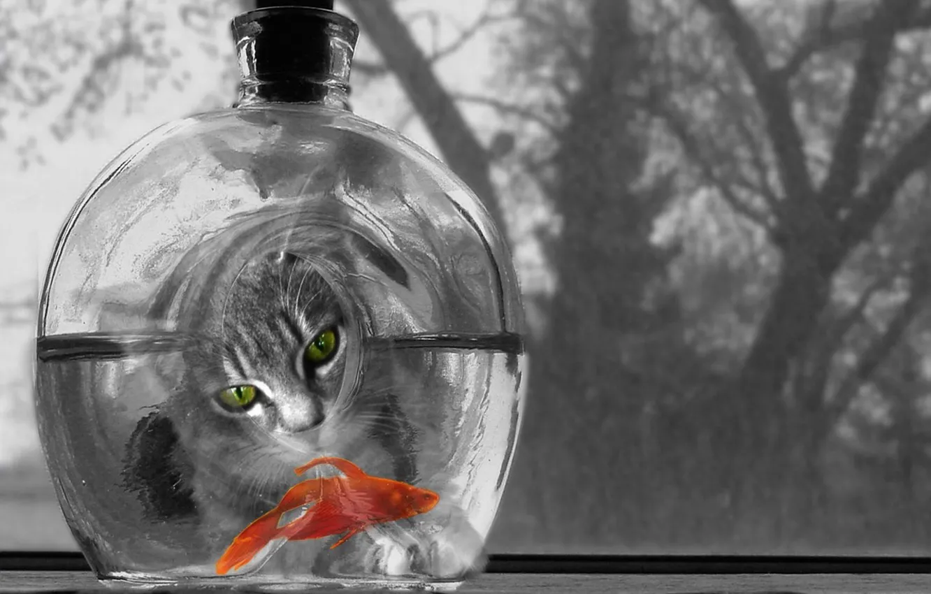 Photo wallpaper bottle, Koshak, pussy