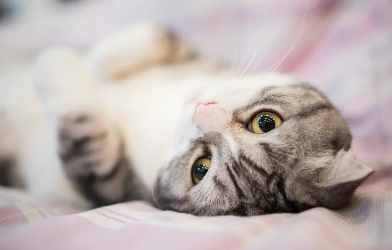 Photo wallpaper cat, eyes, cat, look, sweetheart, bed, portrait, muzzle