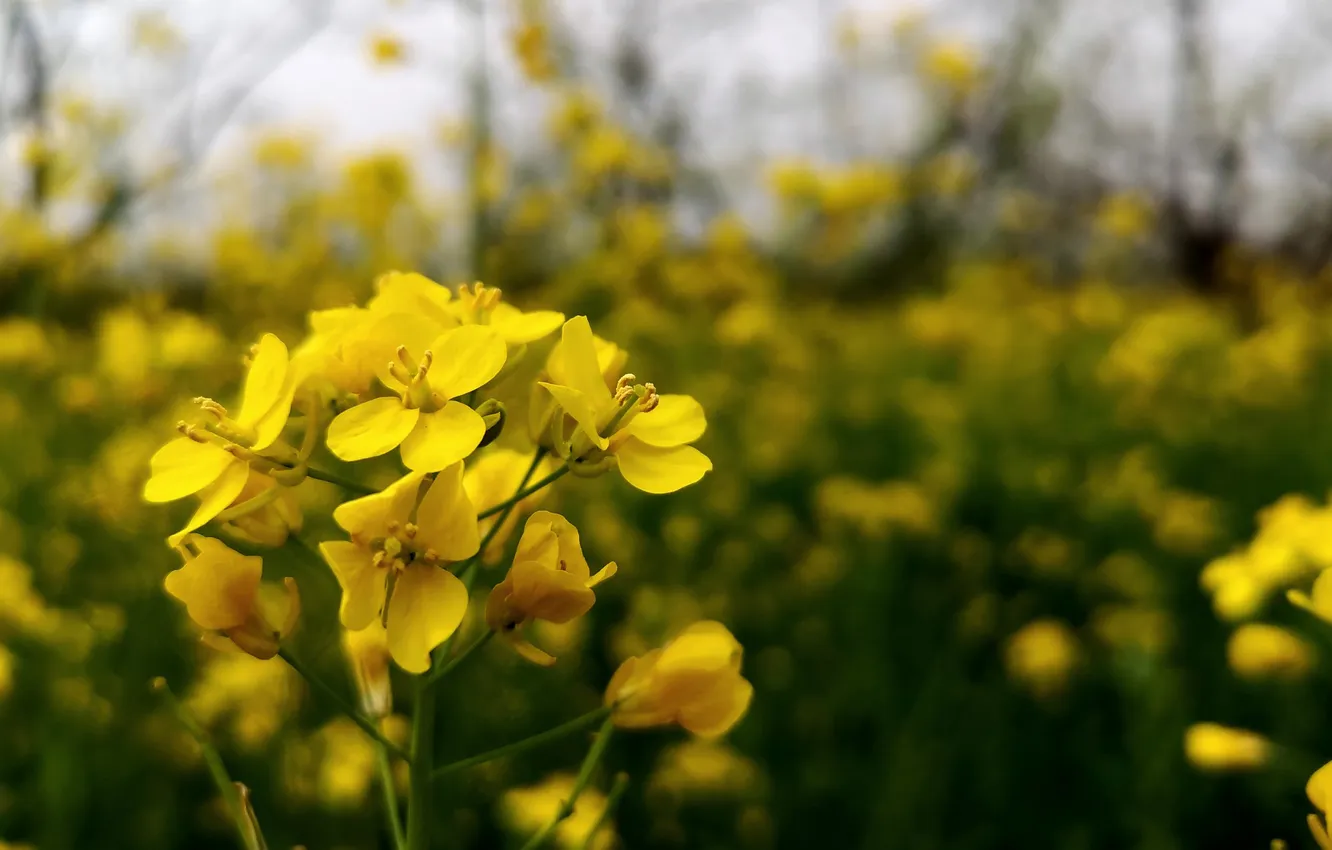 Photo wallpaper summer, flowers, yellow, nature, bokeh