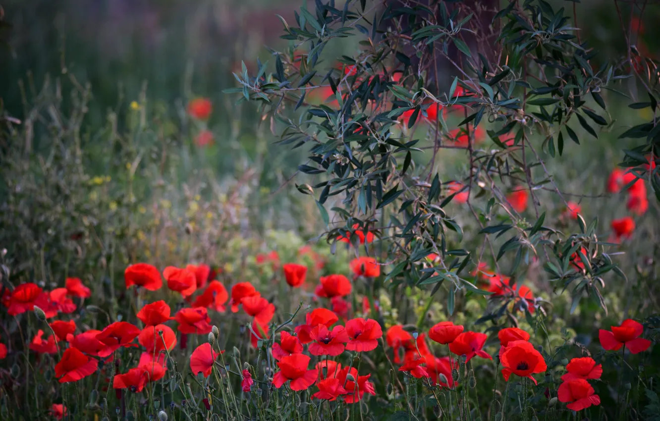 Photo wallpaper summer, grass, flowers, branches, red, glade, Maki, the bushes