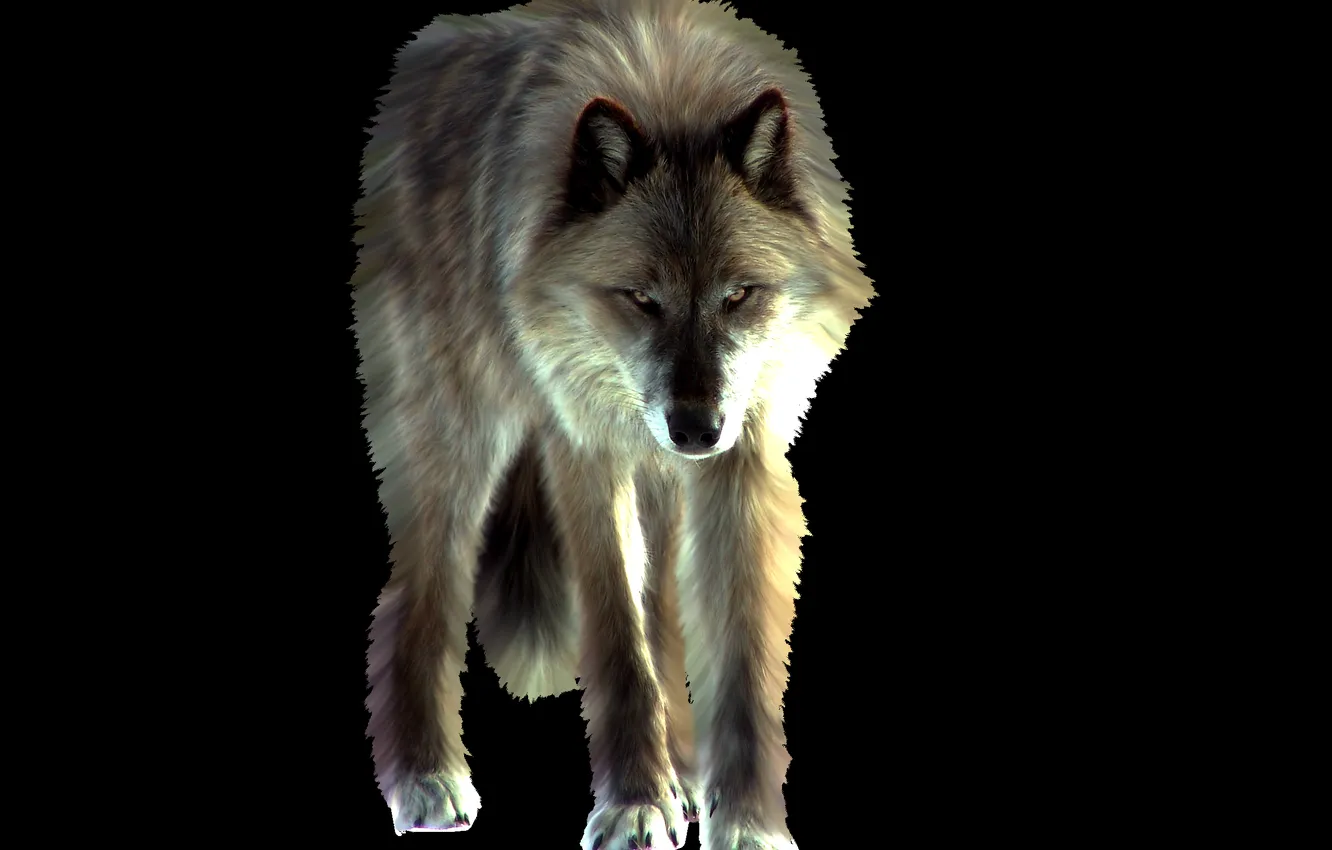 Photo wallpaper nature, Gray Wolf, face, animal, wolf, canis lupus, wildlife, head