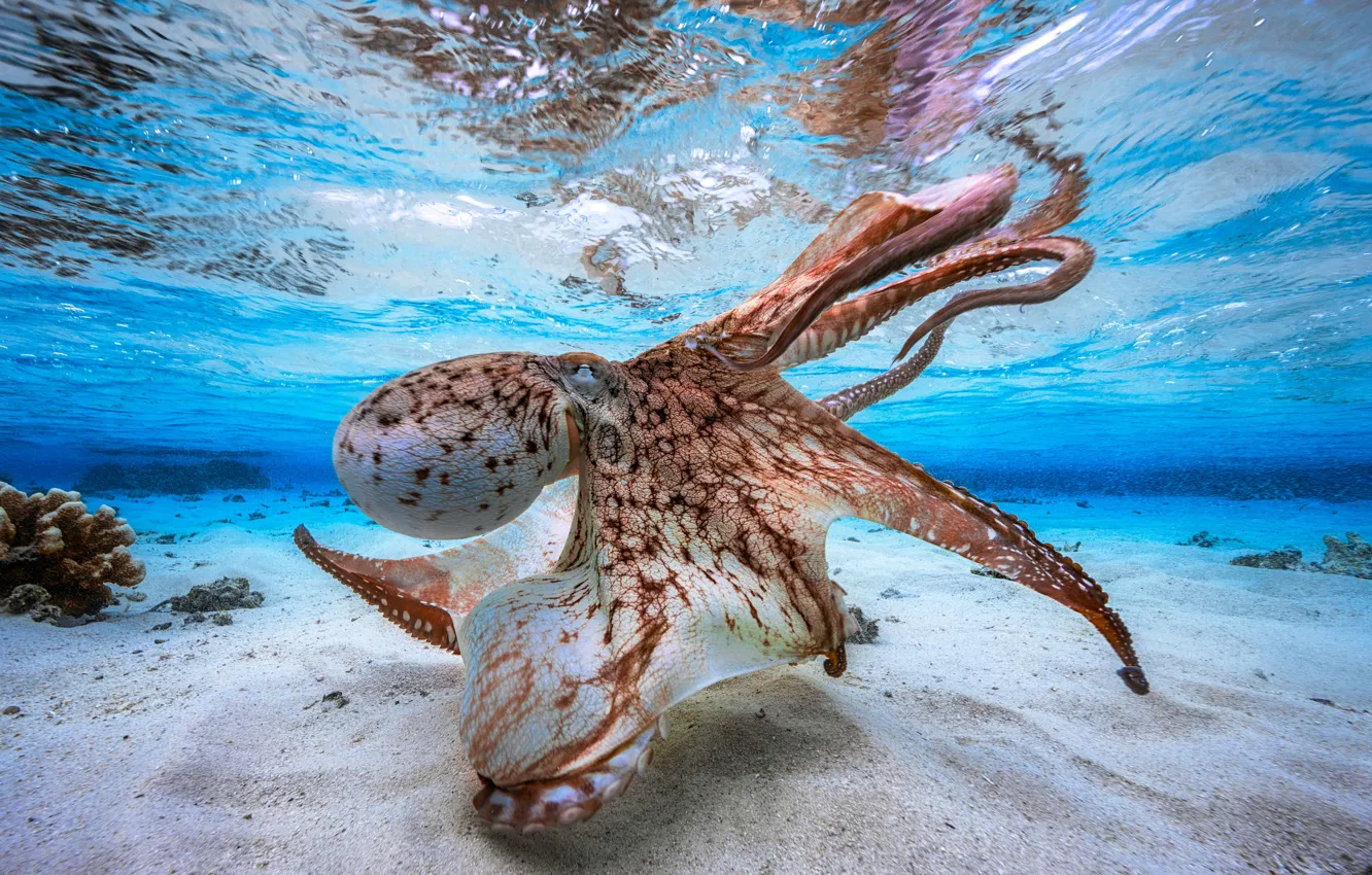 Photo wallpaper ocean, octopus, sand