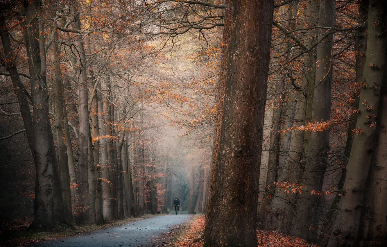 Photo wallpaper road, nature, Park, cyclist