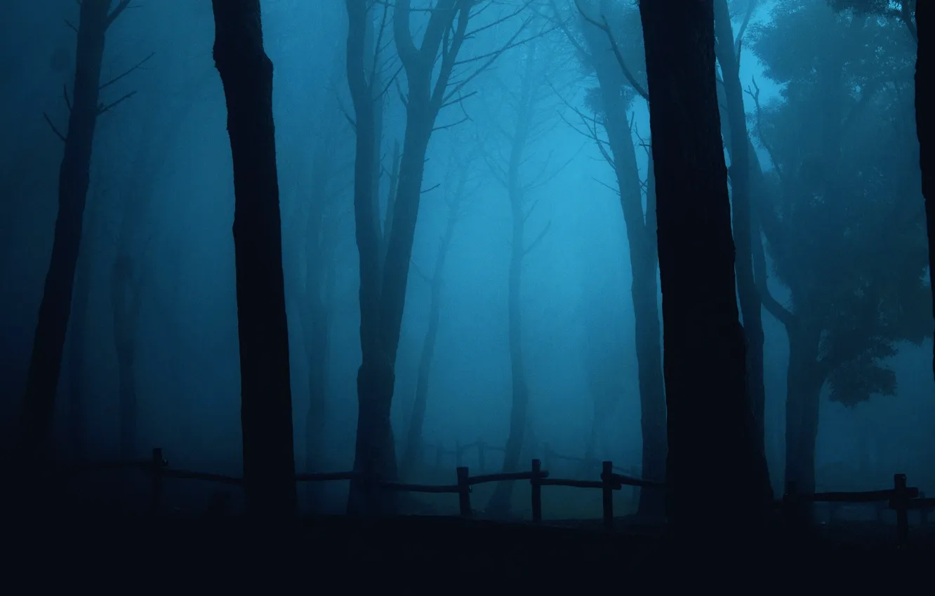 Photo wallpaper forest, trees, nature, fog