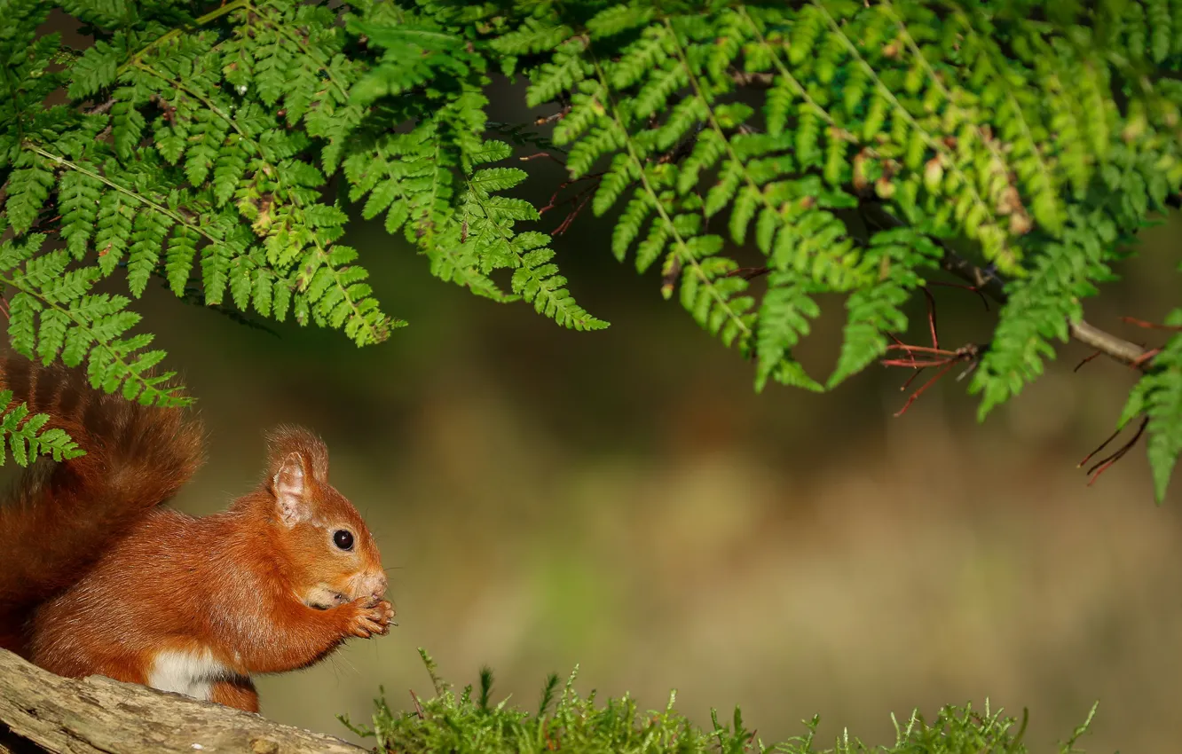 Photo wallpaper nature, animal, protein, fern, nuts