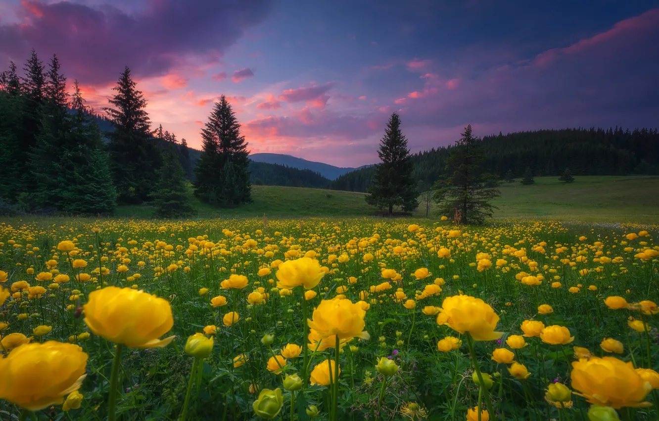 Photo wallpaper forest, trees, landscape, sunset, flowers, mountains, nature, meadow