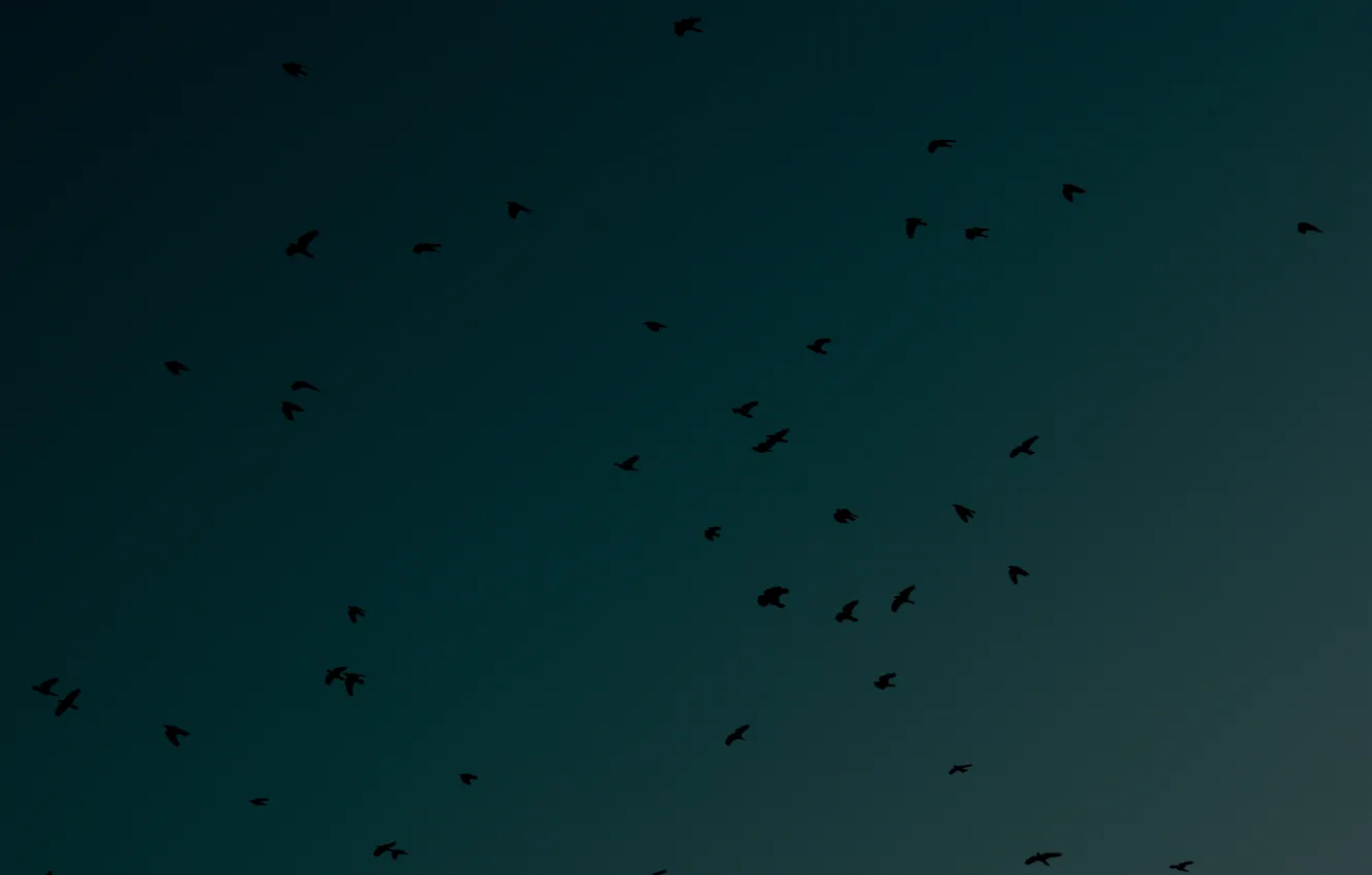 Photo wallpaper sadness, the sky, bird, Wallpaper