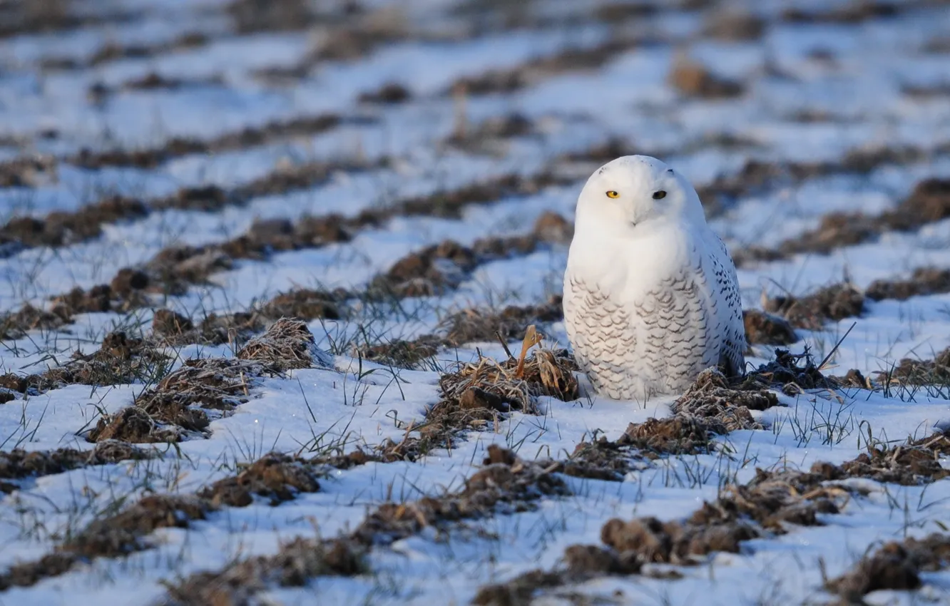Photo wallpaper white, grass, snow, white, grass, snow, snowy owl, snowy owl